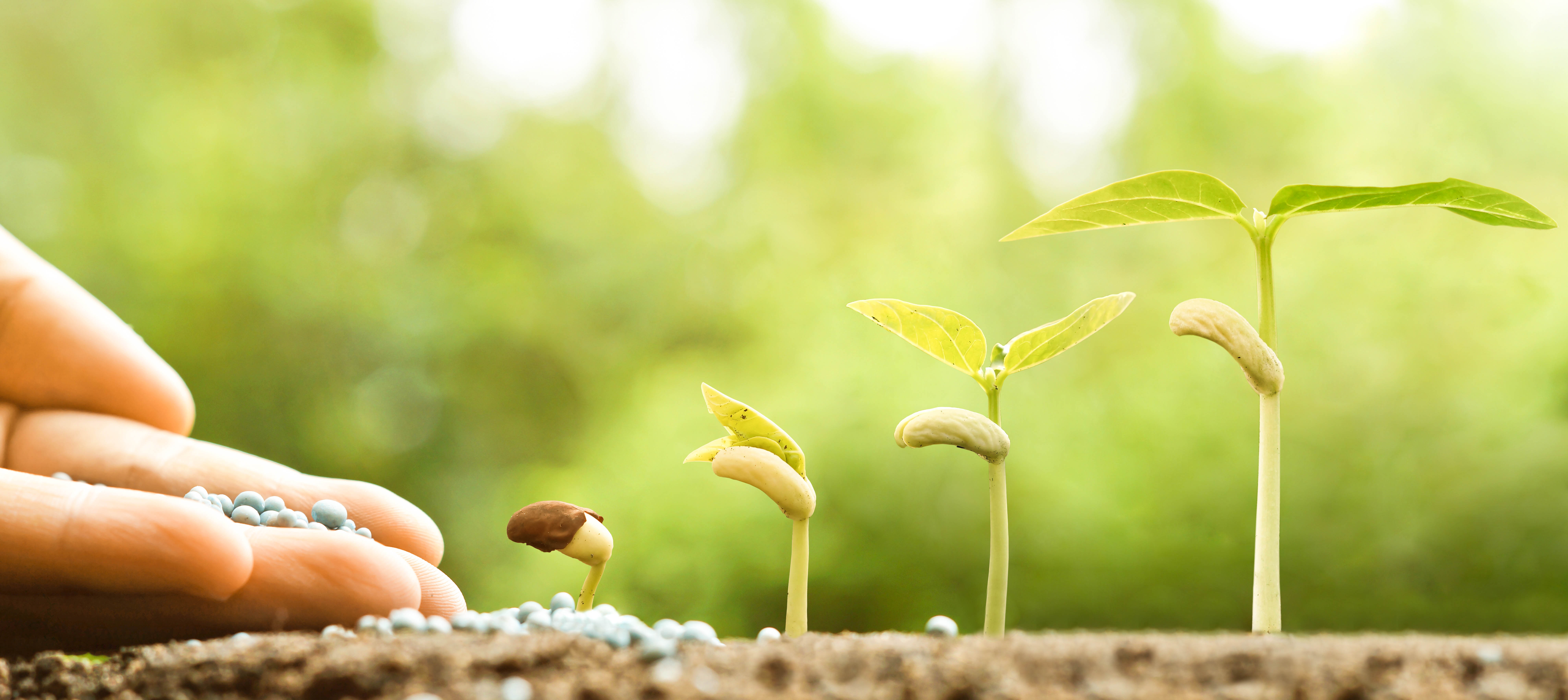 hand nurturing young baby plants growing in germination sequence on